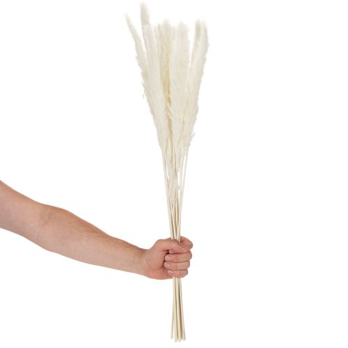 Sušené kvety z pampasovej trávy bielené 70 cm 15 ks | Floristik24.sk