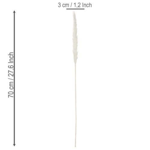Sušené kvety z pampasovej trávy bielené 70 cm 15 ks | Floristik24.sk