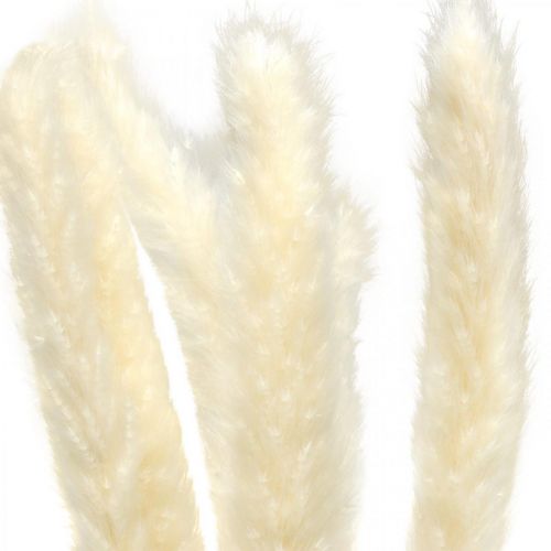 položky Krém zo sušenej pampovej trávy na sušenú kyticu 65-75cm 6ks