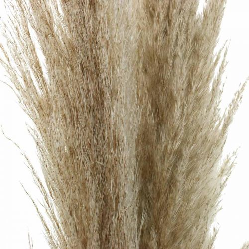 položky Pampas grass prírodná suchá tráva deco suchá kytica 1m 3ks