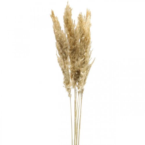 Floristik24 Suchá dekorácia pampová tráva sušená bielená 70-75cm 6ks