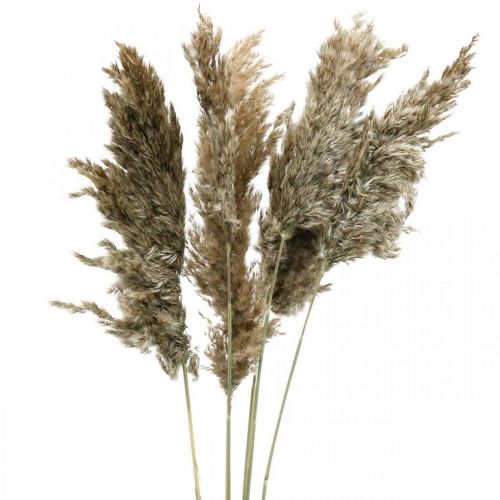 Floristik24 Sušená Pampas Grass Natural na suché kytice 70-75cm 6ks