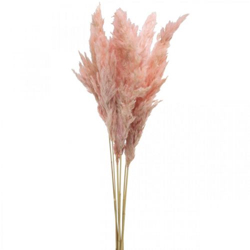 Floristik24 Pampová tráva sušená ružová suché kvetinárstvo 65-75cm 6ks v zväzku