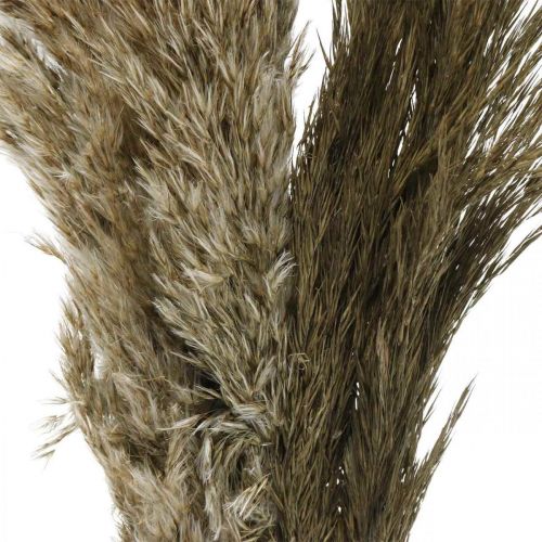 položky Pampas tráva sušená prírodná suchá tráva trs 70-75cm 6ks