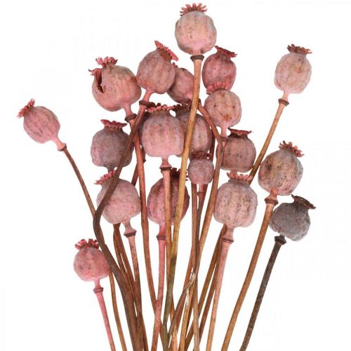 Floristik24 Kapsule Dry Deco Makové kapsuly Sušené kvety ružového maku 75g