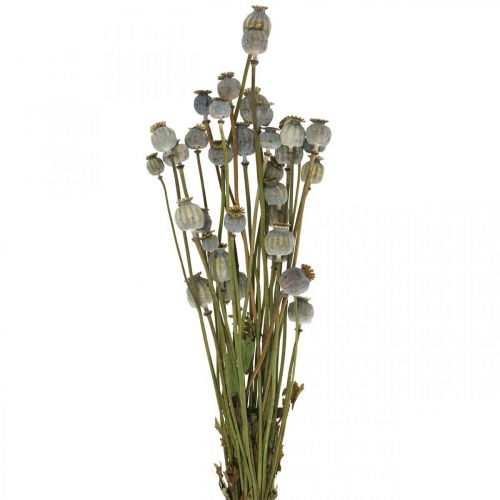 Floristik24 Sušené makové kapsule prírodné sušené kvety strapec mak deko 90g