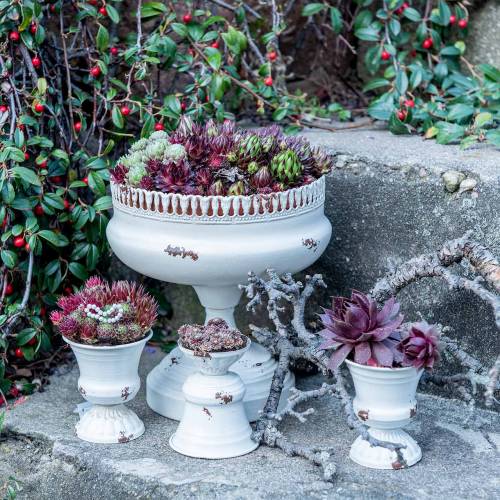 Floristik24 Rastlinný pohár Kalich antik krémový Ø7,5cm V9cm 1 ks