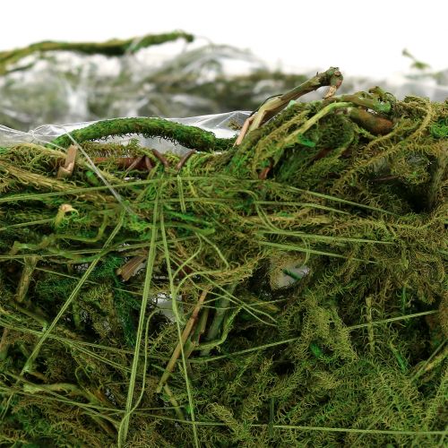 Floristik24 Miska na rastliny s machom Ø16cm V9cm - 10cm Zelená 3ks