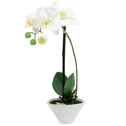 Floristik24 Phalaenopsis biela v miske kvetinová dekorácia V38cm