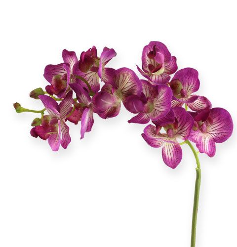Floristik24 Orchidea Phalaenopsis fialový krém 62cm