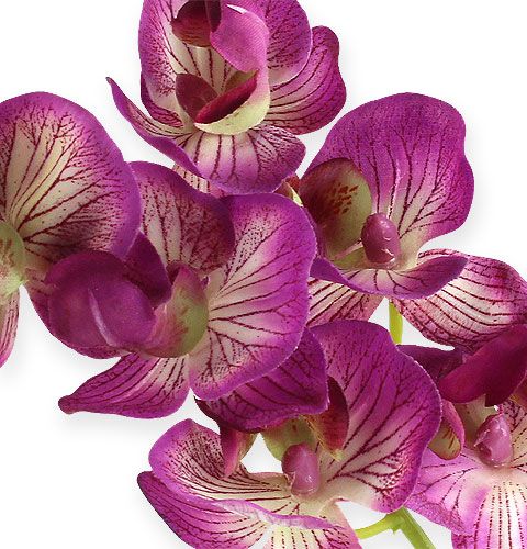 položky Orchidea Phalaenopsis fialový krém 62cm