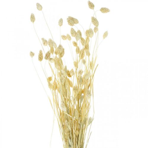 Floristik24 Phalaris tráva, strapec sušených kvetov, sušená lesklá tráva, bielená L30–60cm 50g