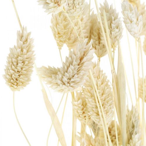položky Phalaris tráva, strapec sušených kvetov, sušená lesklá tráva, bielená L30–60cm 50g