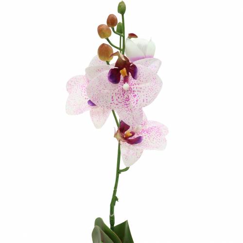 Floristik24 Umelá orchidea Phaleanopsis biela, fialová 43cm