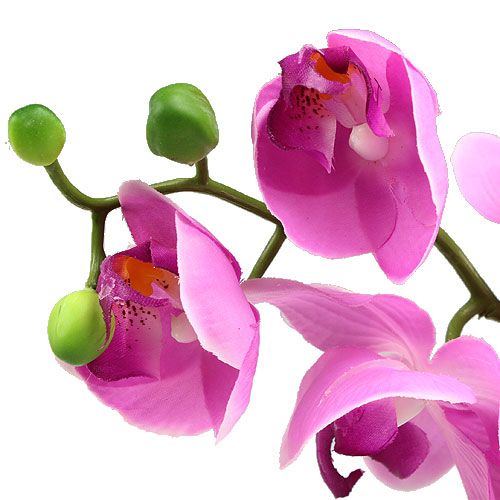 položky Orchidea Phalaenopsis ružová 77 cm