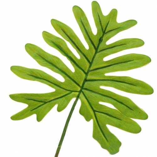 Floristik24 Filodendron list zelený 40 cm