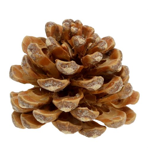 položky Šišky Pinus Šišky krém miešaný 5-18cm 25ks
