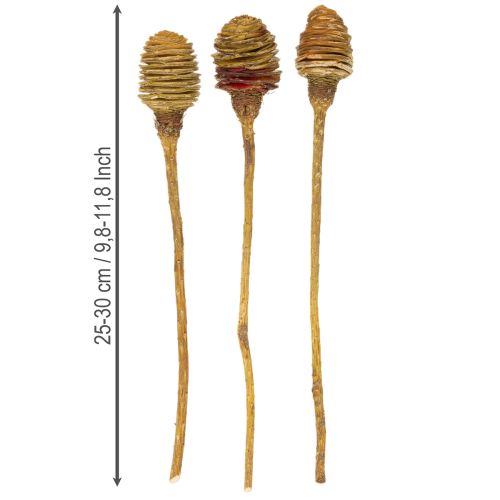 položky Platyspermum krém 1-3, 50 hláv