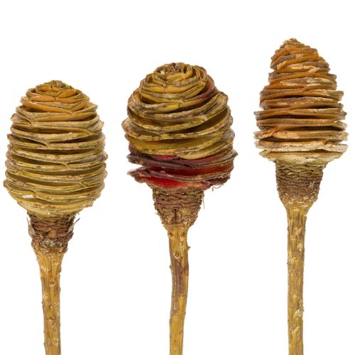 položky Platyspermum krém 1-3, 50 hláv
