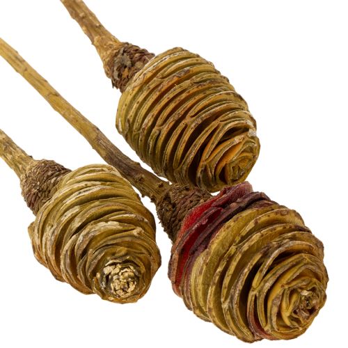 položky Platyspermum krém 1-3, 50 hláv