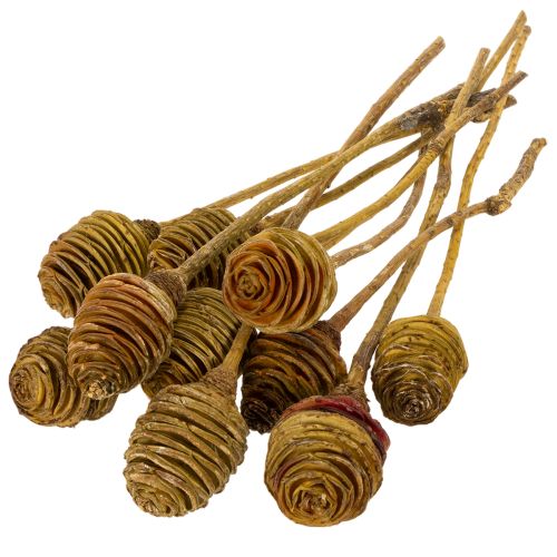 položky Platyspermum krém 1-3, 50 hláv