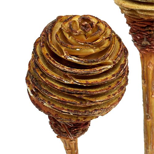 položky Platyspermum krém 1-3, 50 hláv