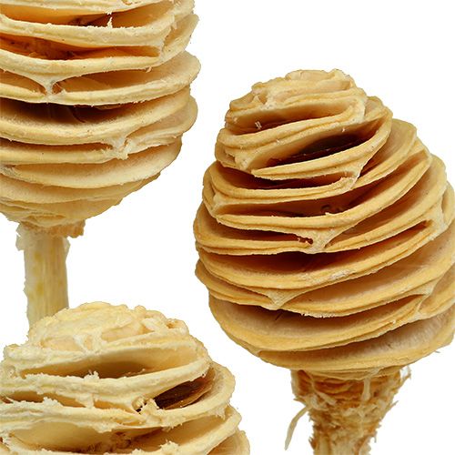 položky Platyspermum bielené 25 ks