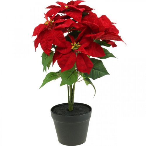 Floristik24 Umelá vianočná hviezda červená Umelé kvety v kvetináči V53cm