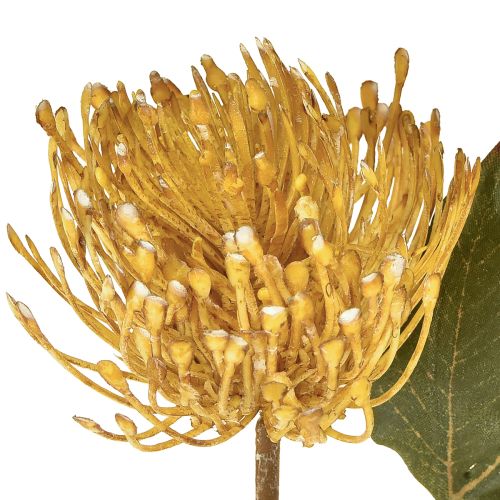 položky Umelý ihelníček Protea Leucospermum žltý 30 cm 6 ks