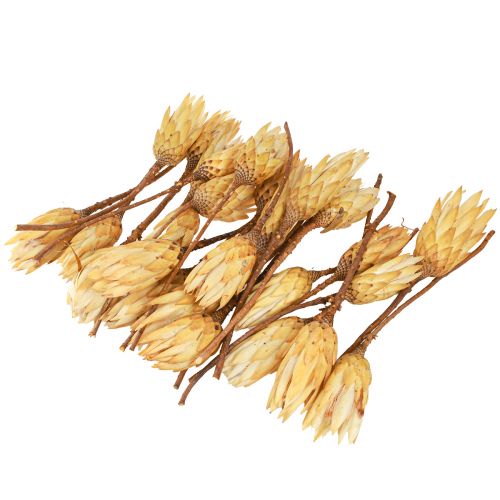 položky Proteen sušený Repens krém 1. voľba 10-12cm 25 ks