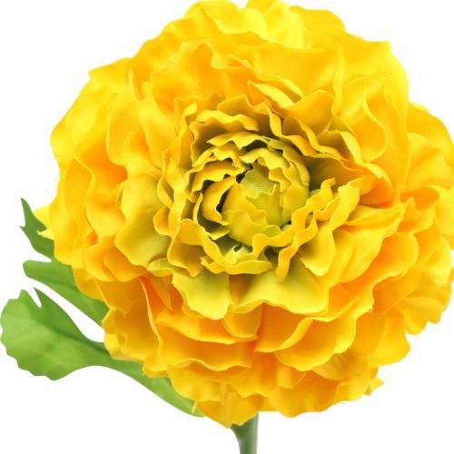 položky Ranunculus Yellow V45 cm