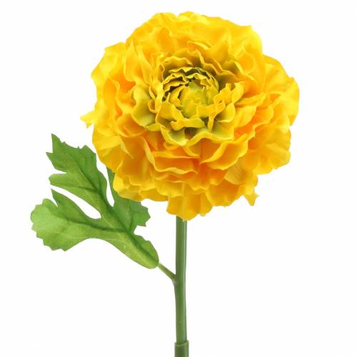 Floristik24 Ranunculus Yellow V45 cm