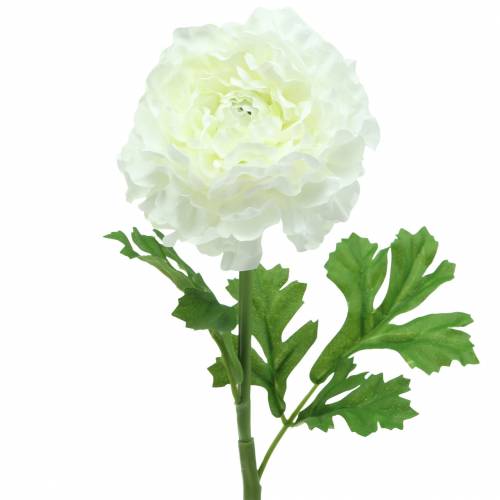 Floristik24 Ranunculus White, výška 45 cm