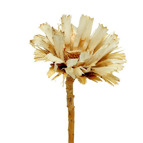 Floristik24 Repens rozeta bielená 8-9cm 20 ks