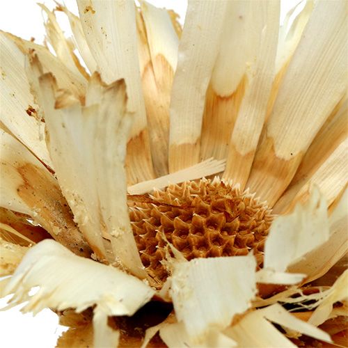 položky Repens rozeta bielená 8-9cm 20 ks