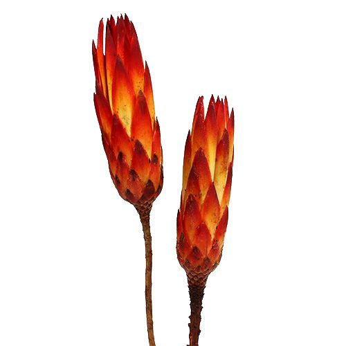 položky Repens Červené malé 50 ks