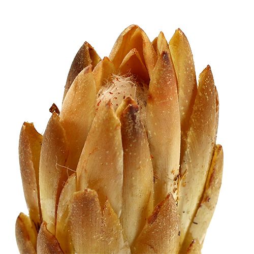 položky Repens krém 25 ks