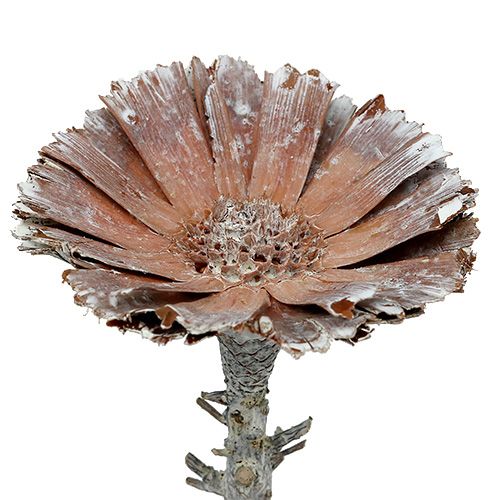 položky Repens rozeta 6-7cm biela praná 25 ks