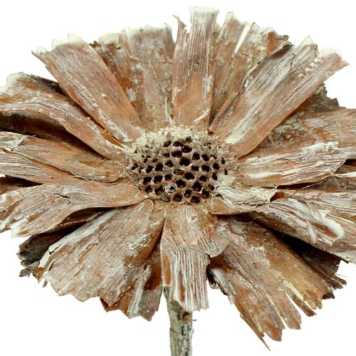 položky Protea rozeta 8-9cm praná biela 25p