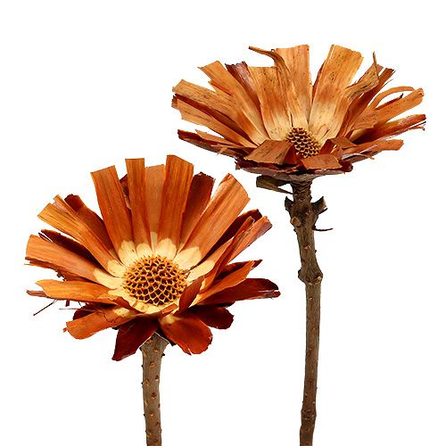 položky Repens Rosette Super 10 - 12 cm 20 ks