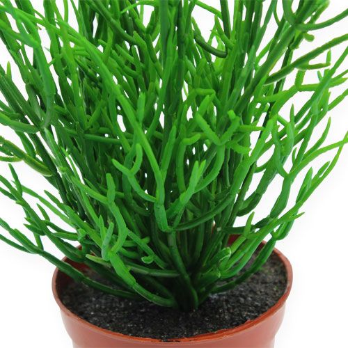 Floristik24 Rhipsalis v črepníku 32 cm Zelená