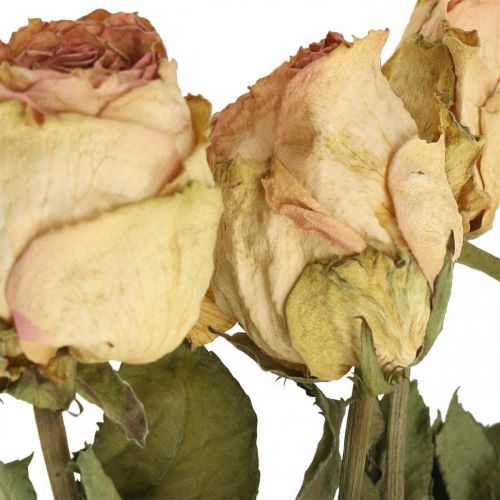 položky Dekoračné ruže, sušený kvet, sušené ruže, Valentín, pohrebné kvety, ruže rustikálne žlto-ružové L48cm 5ks