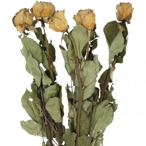 Floristik24 Sušená kvetinová ruža, Valentín, sušené kvetinárstvo, rustikálne dekoračné ruže žltofialové L45-50cm 5ks
