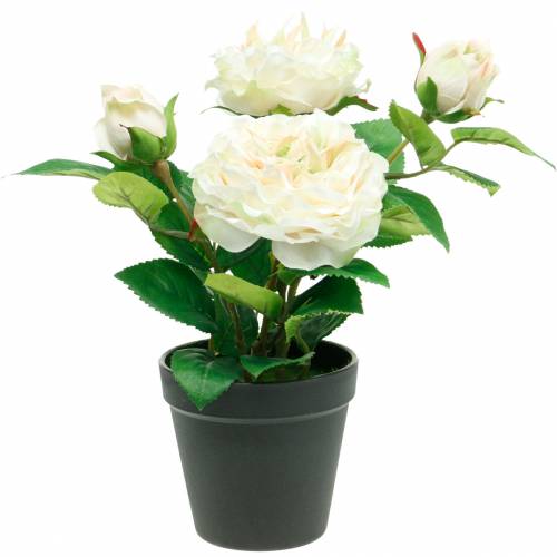 Floristik24 Pivonka v črepníku, romantická dekoratívna ruža, krémovo biely hodvábny kvet