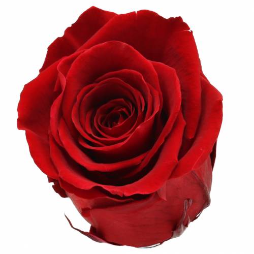 Infinity ruže veľké Ø5,5-6cm červené 6ks
