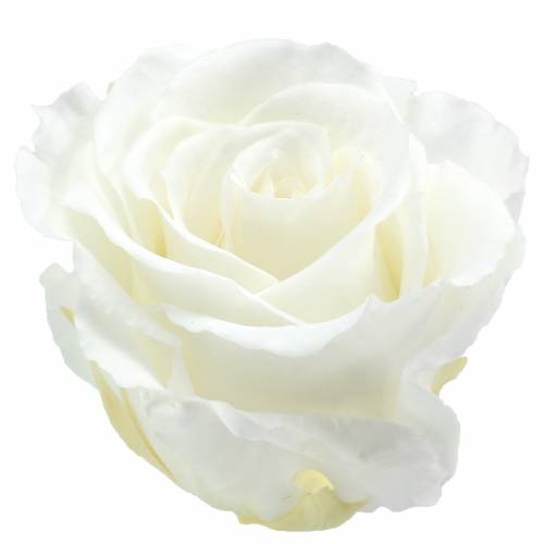 Infinity ruže veľké Ø5,5-6cm biele 6ks