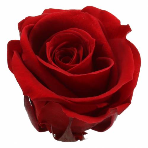 Konzervované ruže stredné Ø4-4,5cm červené 8ks
