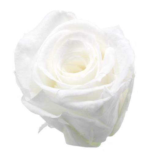 položky Konzervované ruže stredné Ø4-4,5cm biele 8ks
