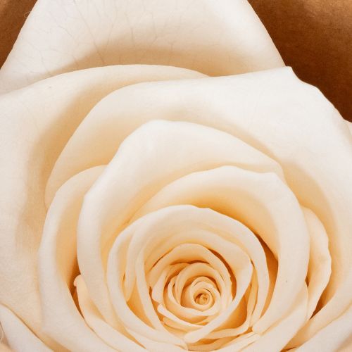 položky Ružové hlávky, konzervované kvety pre elegantné kvetinové aranžmány, 5 cm, 6 kusov