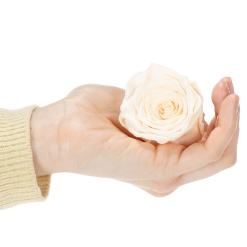 položky Ružové hlávky, konzervované kvety pre elegantné kvetinové aranžmány, 5 cm, 6 kusov